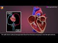 Heart Anatomy and Function Concepts