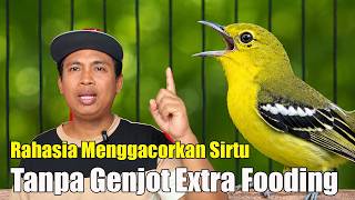 TERBONGKAR… TIPS RAHASIA MEMBUAT SIRTU RAJIN BUNYI TANPA HARUS DIGENJOT EF