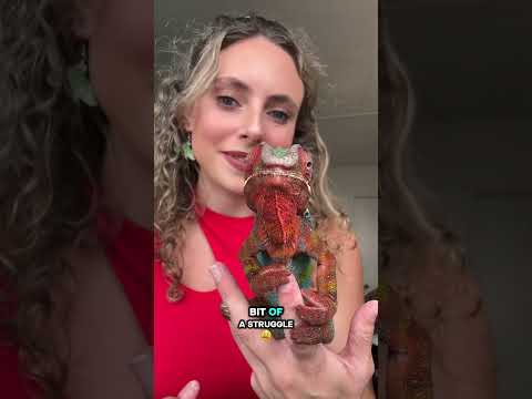 Sprinkles is SICK OF ME ☠️ #chameleonsoftiktok #chameleons #chameleoneating #reptile #fyp