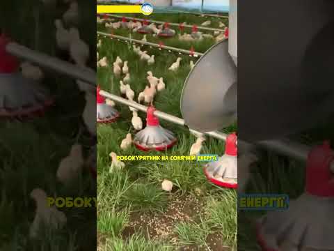 Цікава Інновація американських фермерів-пересувний робокурятник на сонячній енергії.