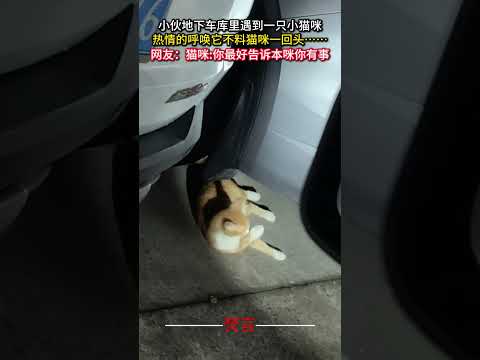 小夥地下車庫の猫との心温まる交流を見て癒されよう サムネイル