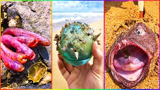 Catching Seafood 🦀🐙 ASMR Relaxing (Catch Shark, Fish, Deep Sea Monster) #869