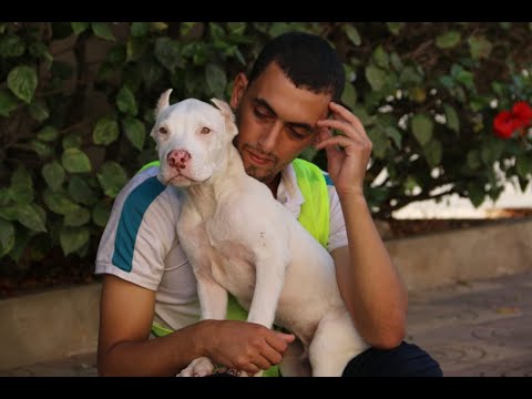 قصة الوفاء التي أبكت العالم (الكلب الوفي) .😢💔.
