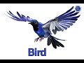 Identifying Birds and Their Traits