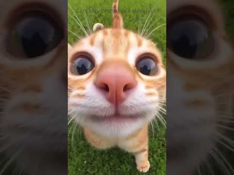 Cute kitty cat having a close up look! #catshorts #cats #funnycats #pets #kitty #kitties