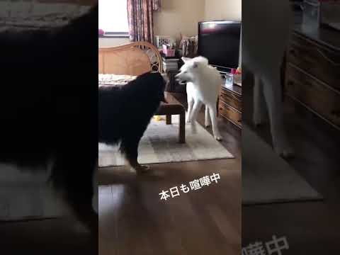 #akitainu 秋田犬VSバーニーズ