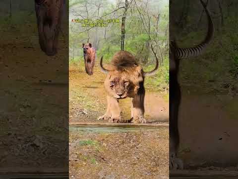 The lion is drinking water and the hyena is coming over. Amazing animals are here. Funny animal