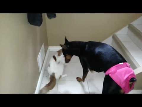 Doberman in diaper gets attacked