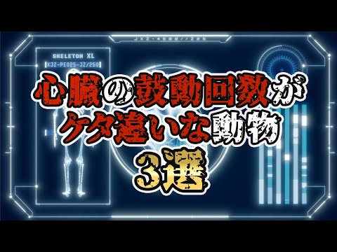 心拍数が異常な動物3選〜桁違いな脈拍の生物達〜 #shorts