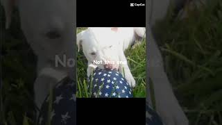 #dog #pitbulldog #puppy #music #fyp