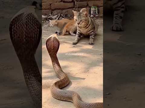 പൂച്ചാണ്ടി vs പാമ്പേഷ്🤭😹 #fundubmalayalam #animaldub #dubberakil