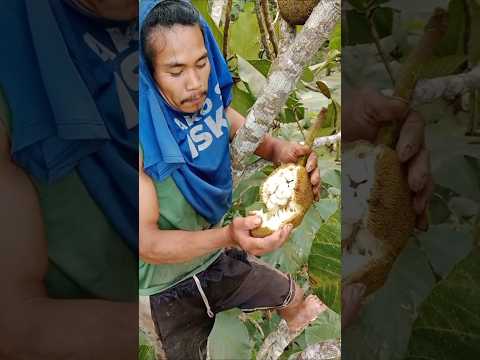 Mencicipi manisnya buah terap
