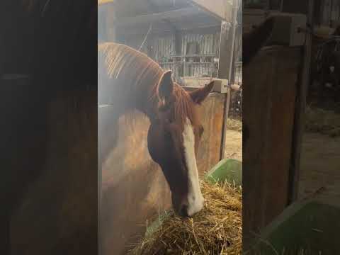 #singing #music #horse