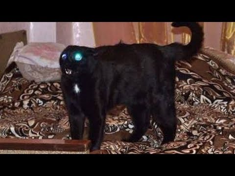 Ни в коем случае не заводите этих кошек! Самые злые породы кошек
