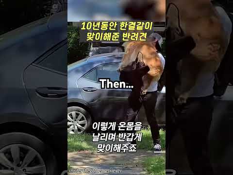 10년동안 한결같이 맞이해준 반려견