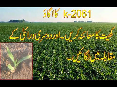 k 2061 germination video||Corn seed k-2061 ka ugao by AiT