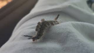 Tussock moth Caterpillar in Jacksonville Florida 