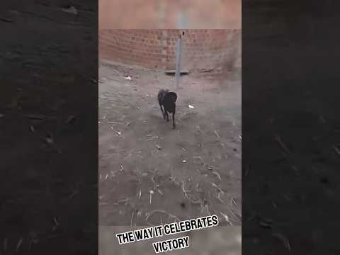 how the goat celebrates victory #animal #funnypets #viral #goat @mouse11121