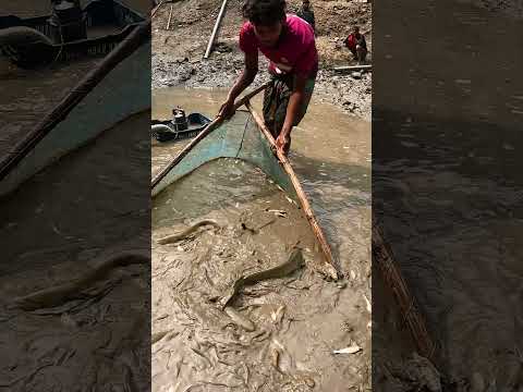Best Dry Season Fishing Technique By Net #fish #fishing #village #catfish #fishingvideo