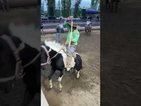 Qual a nota ? #horse #cavalo #amorporcavalos #amocavalos #cavalos #fazenda