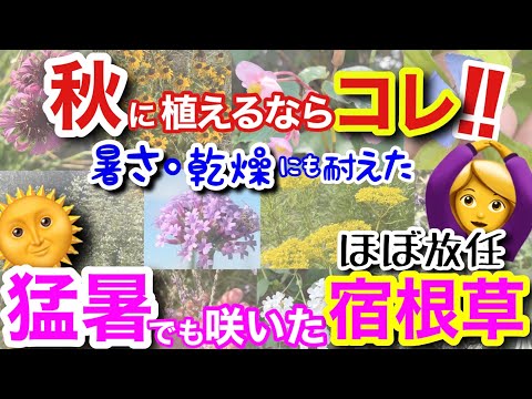 【宿根草】秋植えの宿根草選びの参考に🤗/猛暑・乾燥の中でも、次から次に咲いてくれた宿根草特集‼️こんなに放任でも、こんなに綺麗に咲いてくれるの？！夏の強さは、宿根草選びの重要ポイント【ガーデニング】