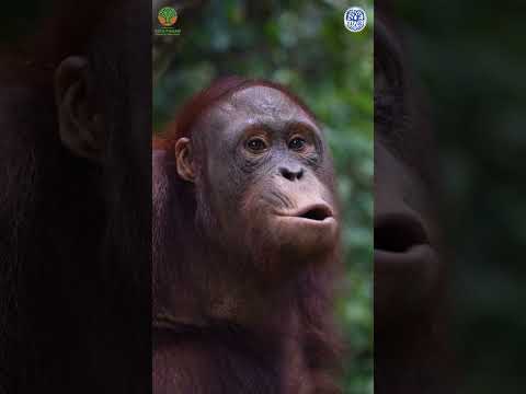 Did You Know Orangutans Make This Sound? #animals #orangutans