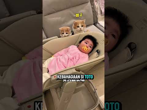 😻 Si Toto, Penjaga Dede Bayi. #shorts  #kucinglucu