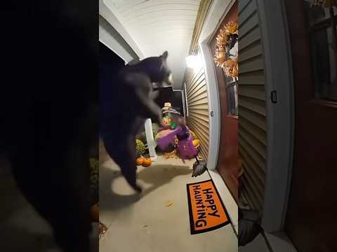 Doorbell Cam Catches Bear getting Scared by Spooky Witch #doorbellcam #halloween #funny #subscribe