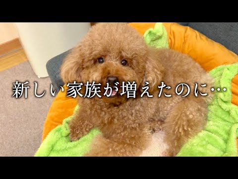 新しい家族が増えたのに…