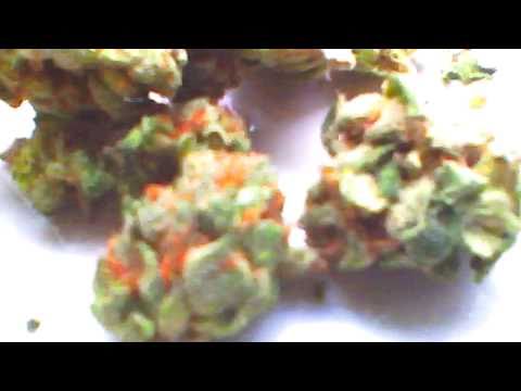 HAIRY PUSSY KUSH!!!