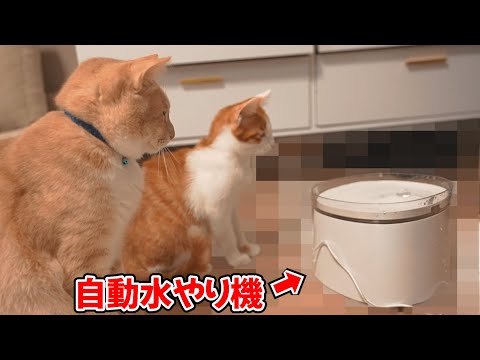 水が飲むのが下手な子猫に自動水やり機を買ってあげたらまさかの…