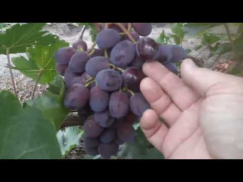 г.ф.Віконт та Агата.