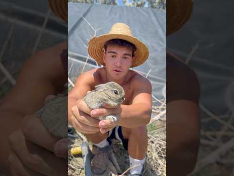 Vuelvo a la misma balsa un mes después… #animales #rescate #viral #shorts