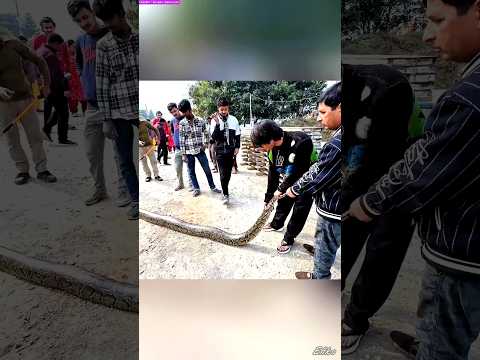 🐍😱 Sourav Joshi ne saanp pakad liya! #SouravJoshi