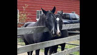7/17/26 Happy Friday!!! Enjoy the Weekend the Horses will! #horse #friday #fun