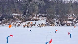 видео