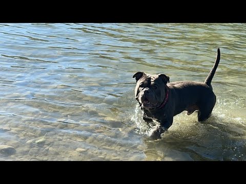 Squish Biscuit Sunday Live #dogs #americanbully