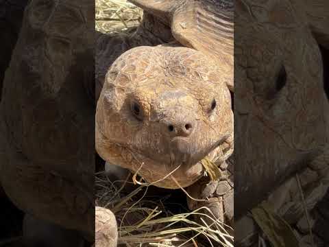 110 years old face #turtle #gophertortoise #snappingturtles #wildlife #shortsvideo #shorts