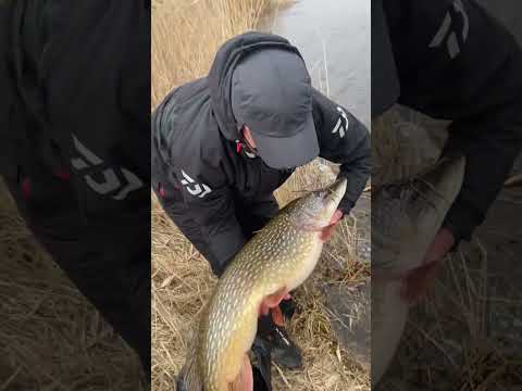 Ось це Мамка,10+кілограмів благополучно повернули в рідну стихію #fishing #щука #відпустирибу