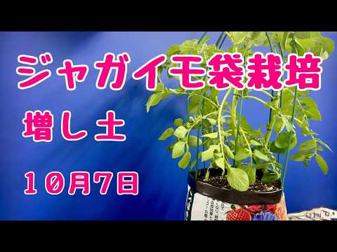じゃがいも　袋栽培 　増し土　2026年10月7日