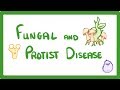 Fungi and Protists Concepts Assessment