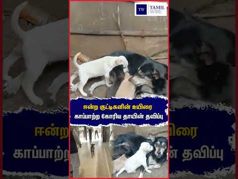 ஈன்ற குட்டிகளின் உயிரை காப்பாற்ற கோரிய தாயின் தவிப்பு #Dog #Dogs #Pets #Petanimals #Help #Humanity