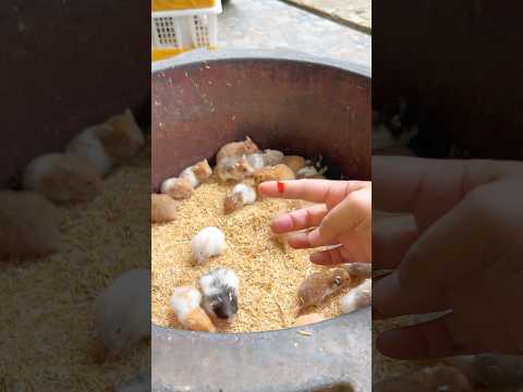 Bahaya digigit Hamster😭 #bolang #hamster #hewanpeliharaan