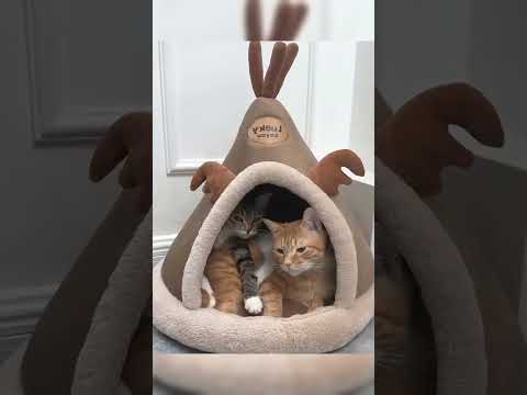 Best Pet Cameras for When You're Away 📹 Link is on My profile 🐆 #KittenLove