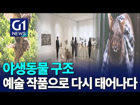 [G1뉴스] 예술로 다시 태어난 '야생동물 구조'.."다시 자연으로"
