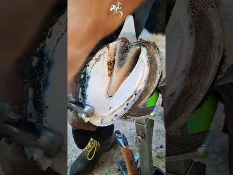 This horse must be saved ð #horse #horserescue #animalrescue #satisfying #sad #asmr #shorts