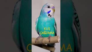 Kuş Çağırma sesi, Mutlu Etme Sesi #budgies #birds  #birdsounds