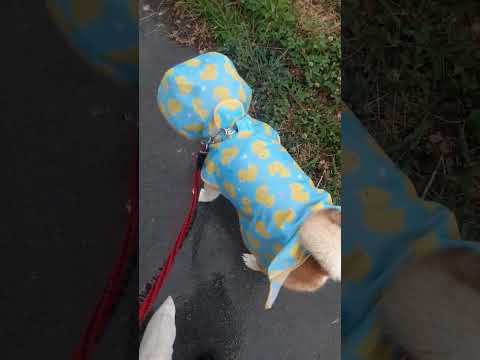 【まさかの反応】6歳柴犬、カッパデビューで老犬に…