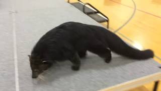 binturong