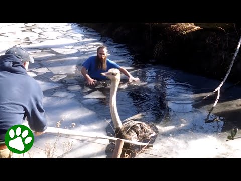 Man jumps into freezing water to save ostrich